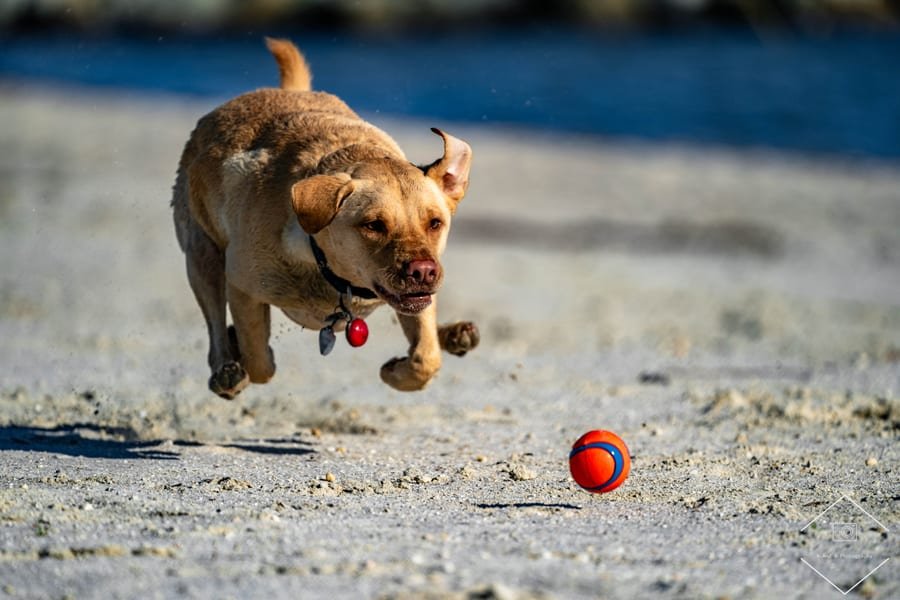 Pet photograph by N&A Photography