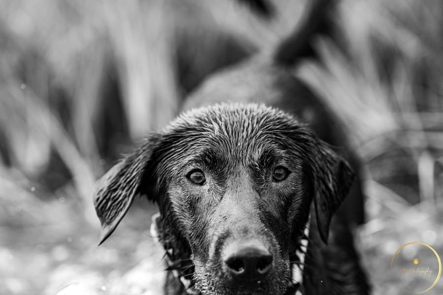 Pet photograph by N&A Photography