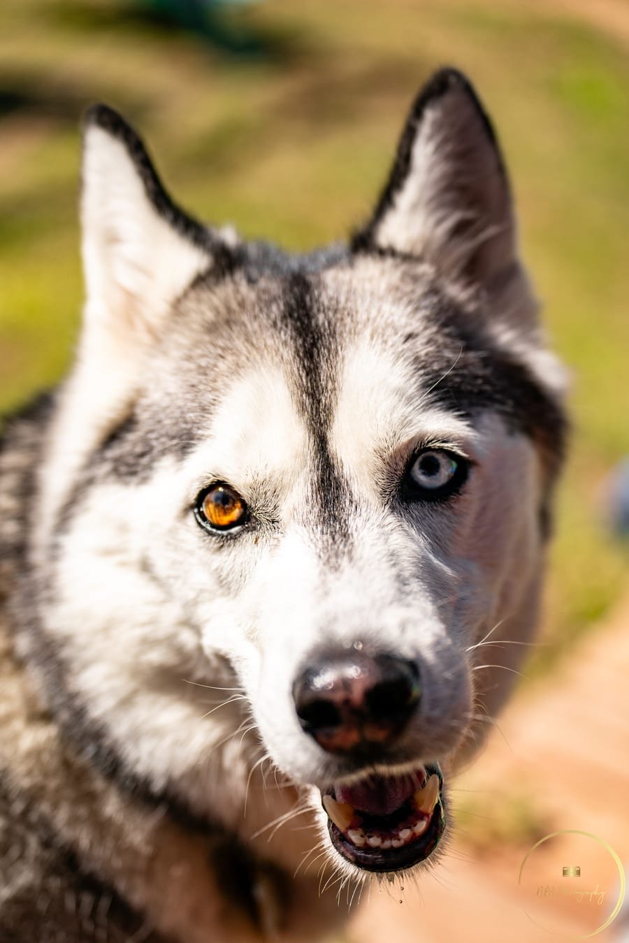 Pet photograph by N&A Photography