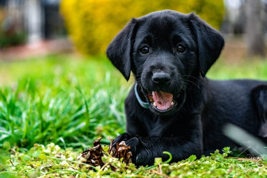 Pet photograph by N&A Photography