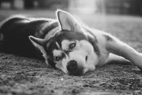 Pets photograph by N&A Photography